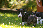 Miniature Bull Terrier Puppy