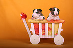 Miniature Bull Terrier Puppies