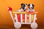 Miniature Bull Terrier Puppies