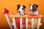 Miniature Bull Terrier Puppies