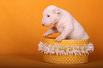 Miniature Bull Terrier Puppy