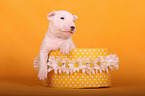 Miniature Bull Terrier Puppy