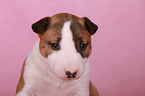 Miniature Bull Terrier Puppy Portrait