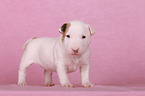 Miniature Bull Terrier Puppy