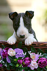 Miniature Bull Terrier Puppy