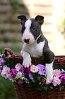 Miniature Bull Terrier Puppy