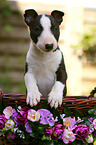 Miniature Bull Terrier Puppy