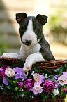 Miniature Bull Terrier Puppy