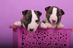 Miniature Bull Terrier Puppies