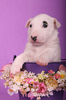 Miniature Bull Terrier Puppy