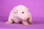 lying Miniature Bull Terrier Puppy