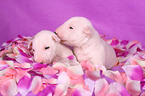 Miniature Bull Terrier Puppies