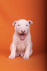 sitting Miniature Bull Terrier Puppy