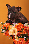 Miniature Bull Terrier Puppy