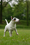 Miniature Bull Terrier
