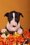 Miniature Bull Terrier Puppy