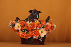 Miniature Bull Terrier Puppy
