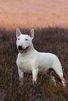 Miniature Bull Terrier