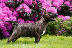 Miniature Bull Terrier Puppy