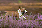running Miniature Bull Terrier