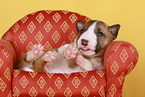 lying Miniature Bull Terrier Puppy