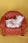 sleeping Miniature Bull Terrier Puppy