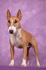 Miniature Bull Terrier