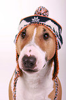 Miniature Bull Terrier Portrait