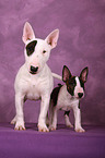 Miniature Bull Terrier Puppies