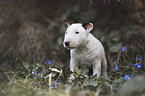 Miniature Bullterrier puppy