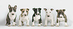 Miniature Bullterrier puppy