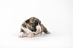 Miniature Bullterrier puppy