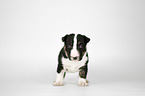 Miniature Bullterrier puppy