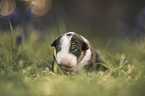 Miniature Bullterrier puppy