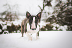 walking Miniature Bull Terrier