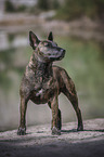 brindled female Miniature Bullterrier