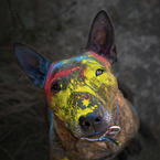 brindled female Miniature Bullterrier