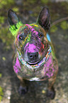 brindled female Miniature Bullterrier