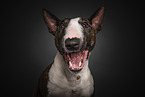 Miniature Bull Terrier