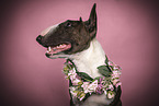 Miniature Bull Terrier