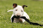 Miniature Bull Terrier Puppy