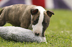 Miniature Bull Terrier Puppy