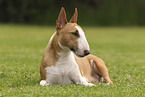 lying Miniature Bull Terrier