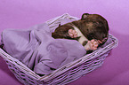 Miniature Bull Terrier Puppy