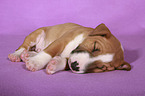 Miniature Bull Terrier Puppy