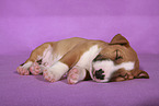 Miniature Bull Terrier Puppy