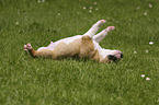 Miniature Bull Terrier Puppy