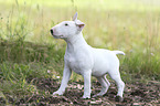 Miniature Bull Terrier Puppy