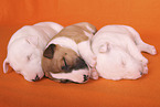 Miniature Bull Terrier Puppies