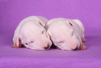 Miniature Bull Terrier Puppies